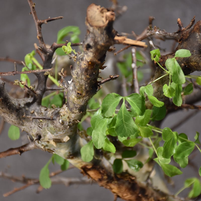 Commiphora kataf var.turkanensis コミフォラ カタフ ターカネ