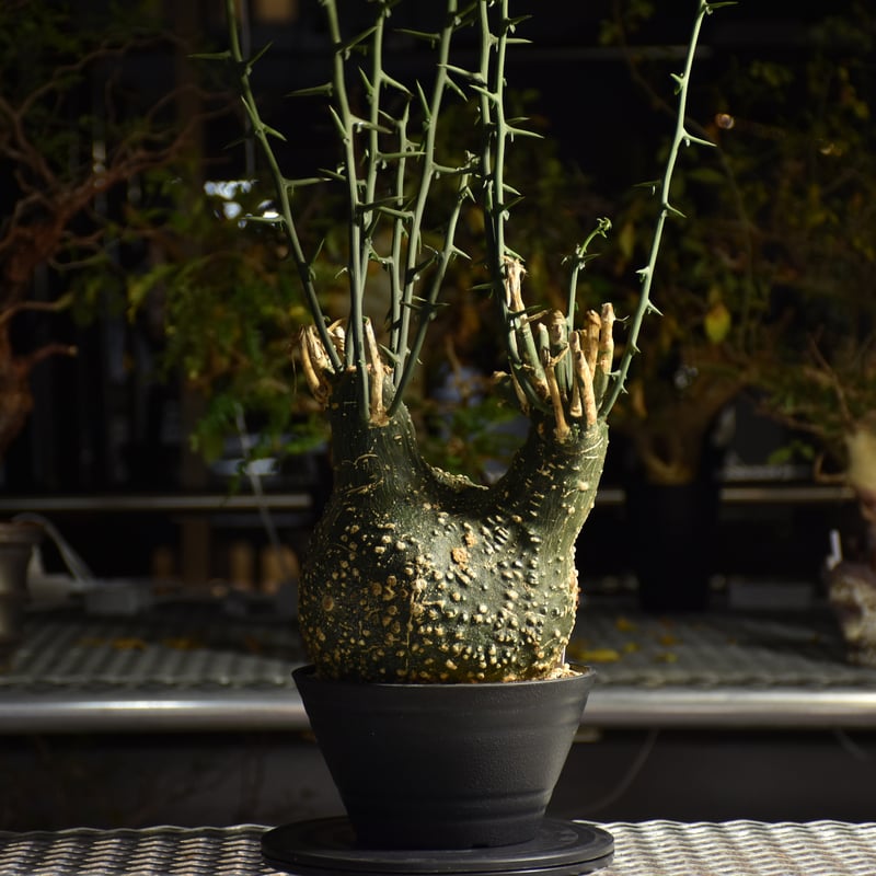 Adenia grobosa アデニア グロボーサ 発根済現地株 D28 | BONDEX