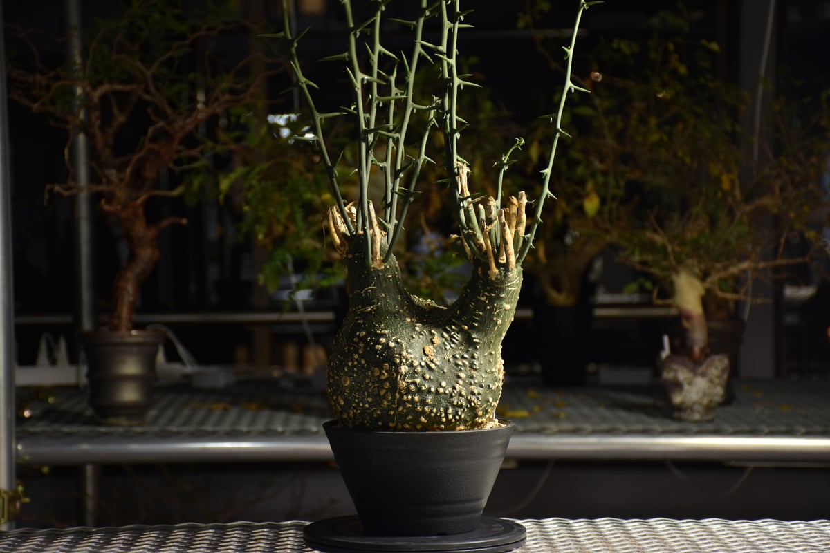 アデニア グロボーサ　現地株　週末セール Adenia grobosa アデニア グロボーサ 発根済現地株 D28 | BONDEX