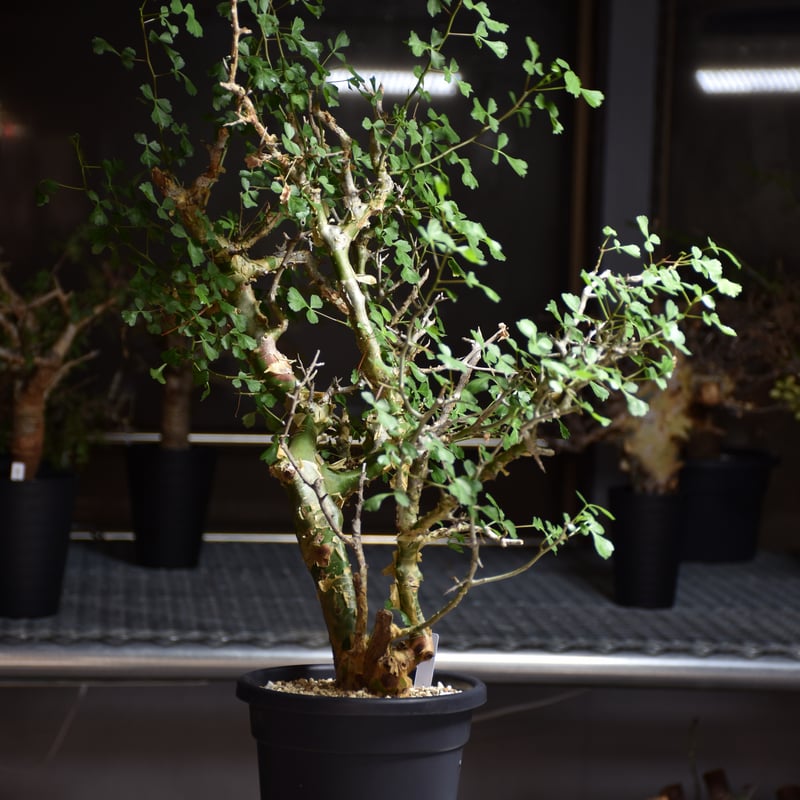 Commiphora campestris var. campestris コミフォラ カンペ