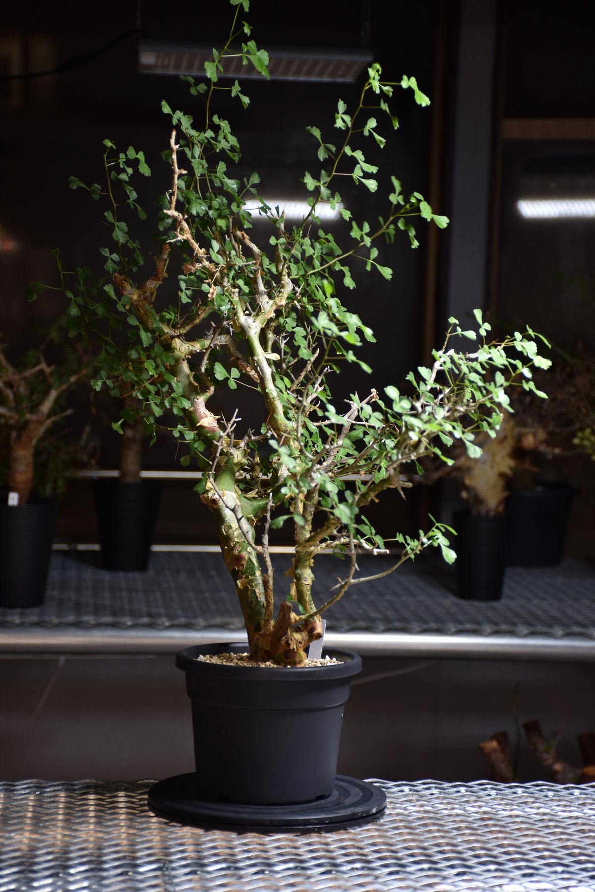 Commiphora campestris var. campestris コミフォラ カンペ