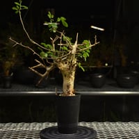 アデニア ソマレンセ 現地球 発根済 盆栽株 アデニア ソマレンセ 現地