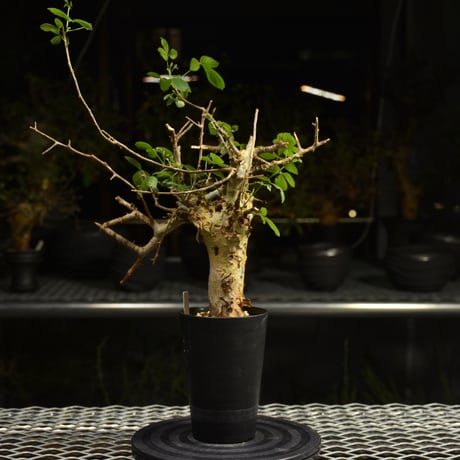 Wraithコミフォラボラネンシス発根済★モンストローサエイルピュアカタフ Wraith様専用コミフォラボラネンシス発根済☆モンストローサ