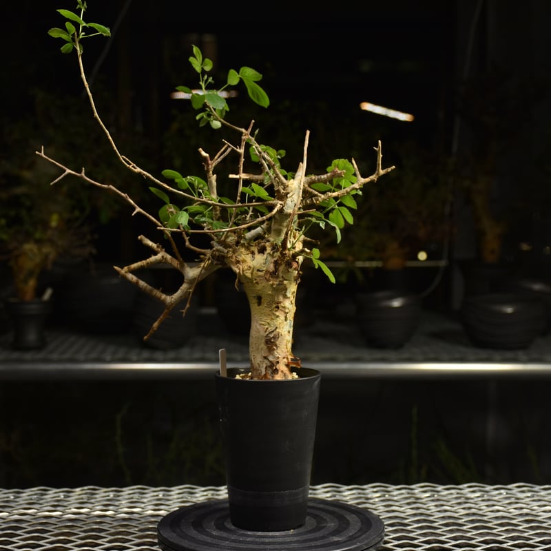 Commiphora holtziana コミフォラ ホルトジアナ 発根済現地株 H7 | B