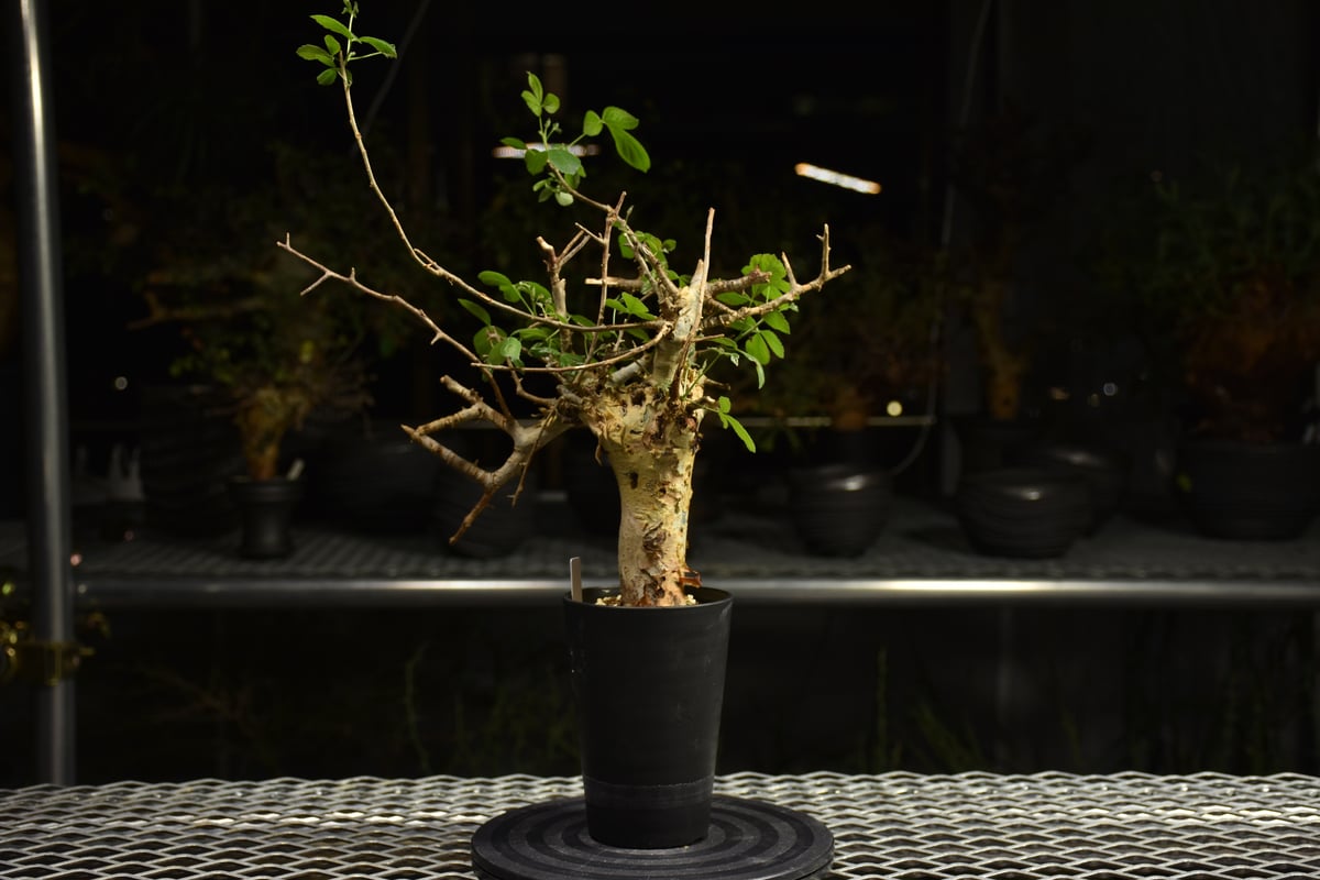 コミフォラ　ホルトジアナ　N/oh 鉢付き コミフォラ ホルトジアナ N/oh 鉢付き コミフォラ ホルトジアナ