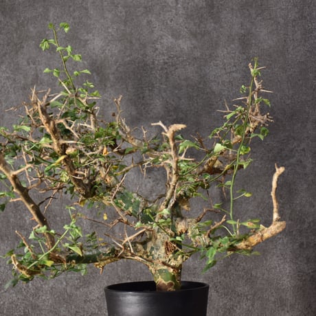 Commiphora campestris var. campestris コミフォラ カンペストリス 発根済現地株 #3