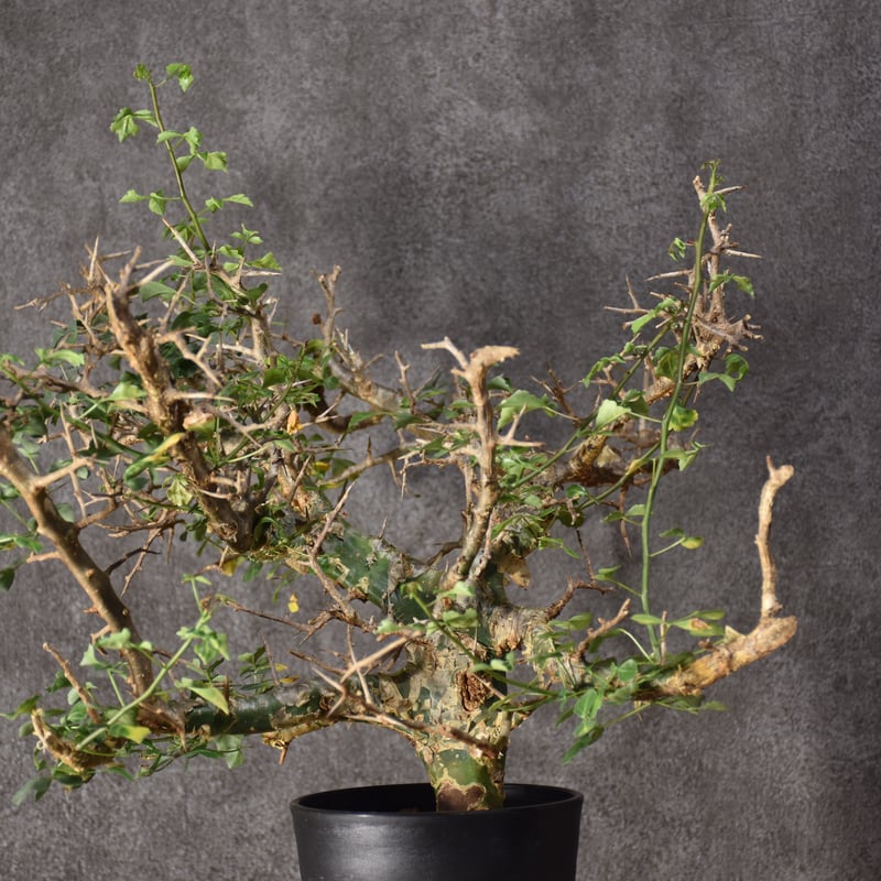Commiphora campestris var. campestris コミフォラ カンペ