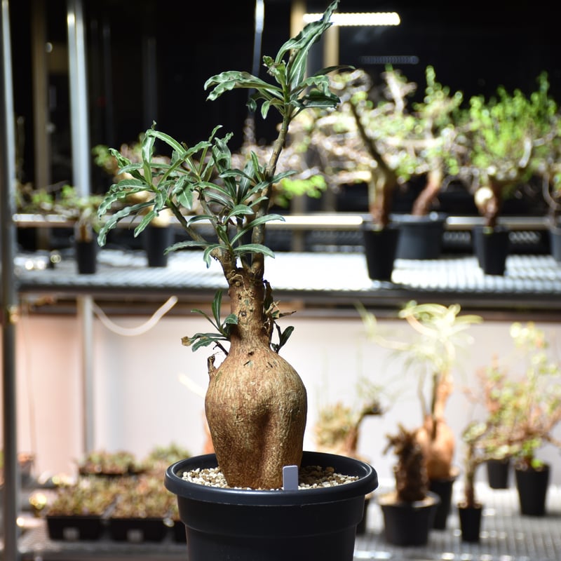 アデニウムソマレンセ　現地球発根済　鉢付き Adenium Somalense アデニウム ソマレンセ 発根済現地株 #5 | BONDEX