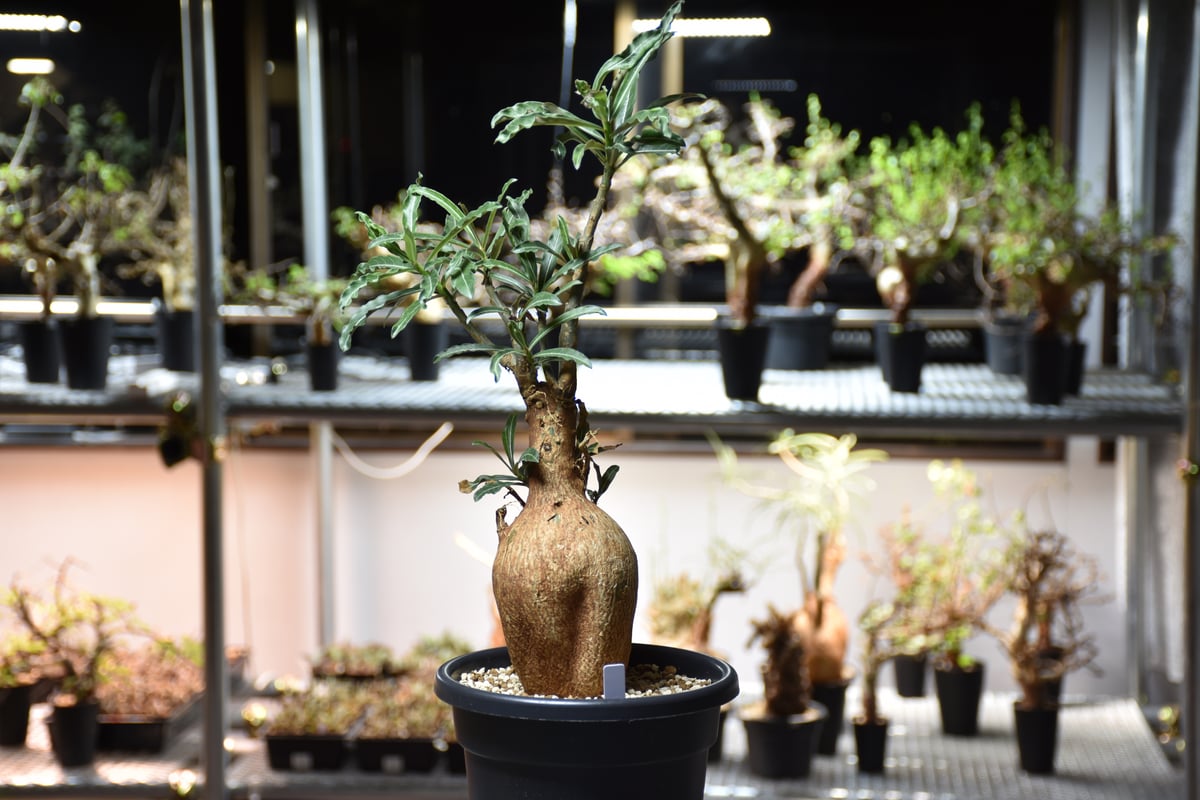 Adenium Somalense アデニウム ソマレンセ 発根済現地株 #3 | BONDEX