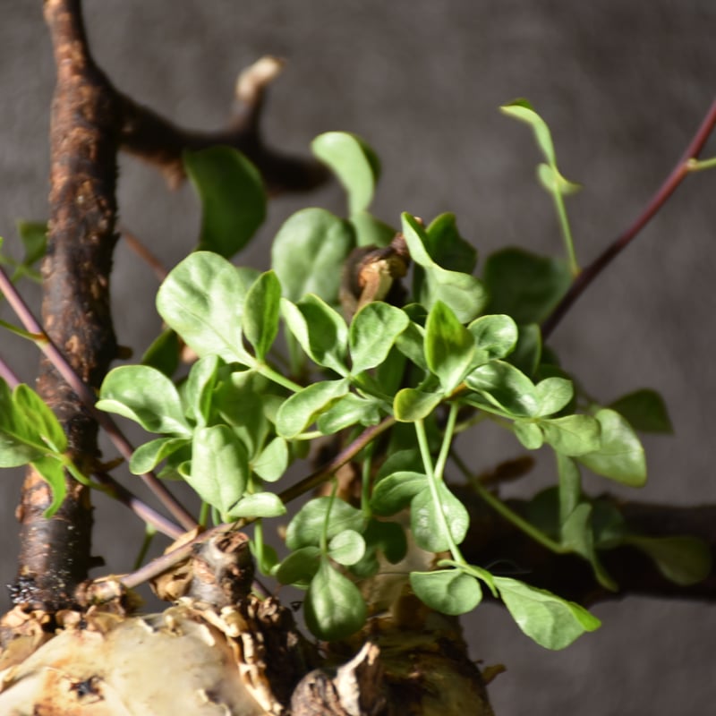 Commiphora kataf pure コミフォラ ピュアカタフ 発根済現地株 1