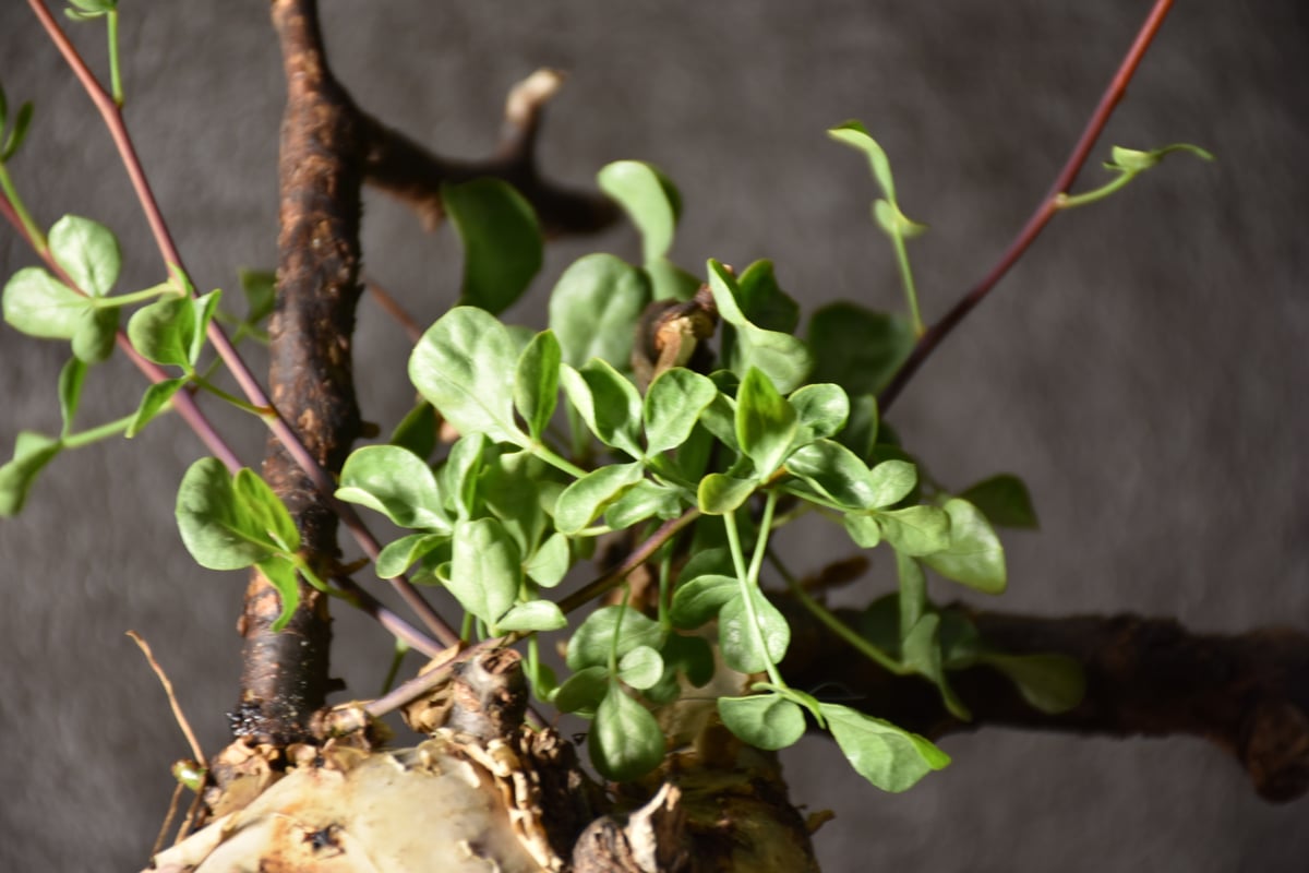 Commiphora kataf pure コミフォラ ピュアカタフ 発根済現地株 1 Commiphora kataf pure コミフォラ ピュアカタフ 発根済現地株 1