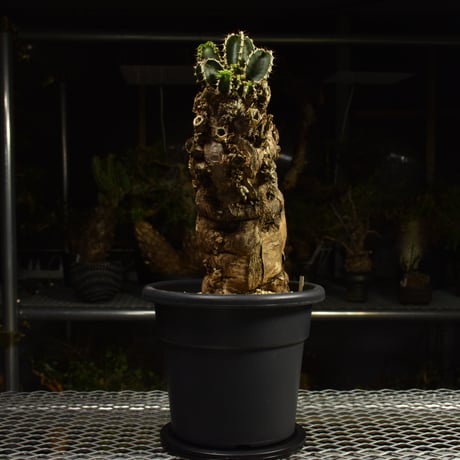 Euphorbia mlanjeana　ユーフォルビア ムランジーナ 発根済現地株 I84