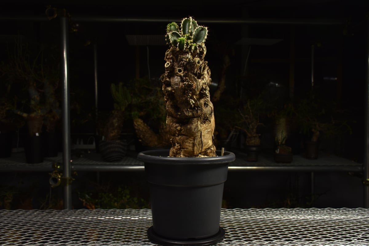 Euphorbia mlanjeana ユーフォルビア ムランジーナ 発根済現地株 I84 |