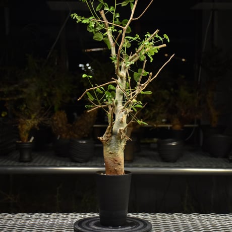 Commiphora holtziana コミフォラ ホルトジアナ 発根済現地株 H28