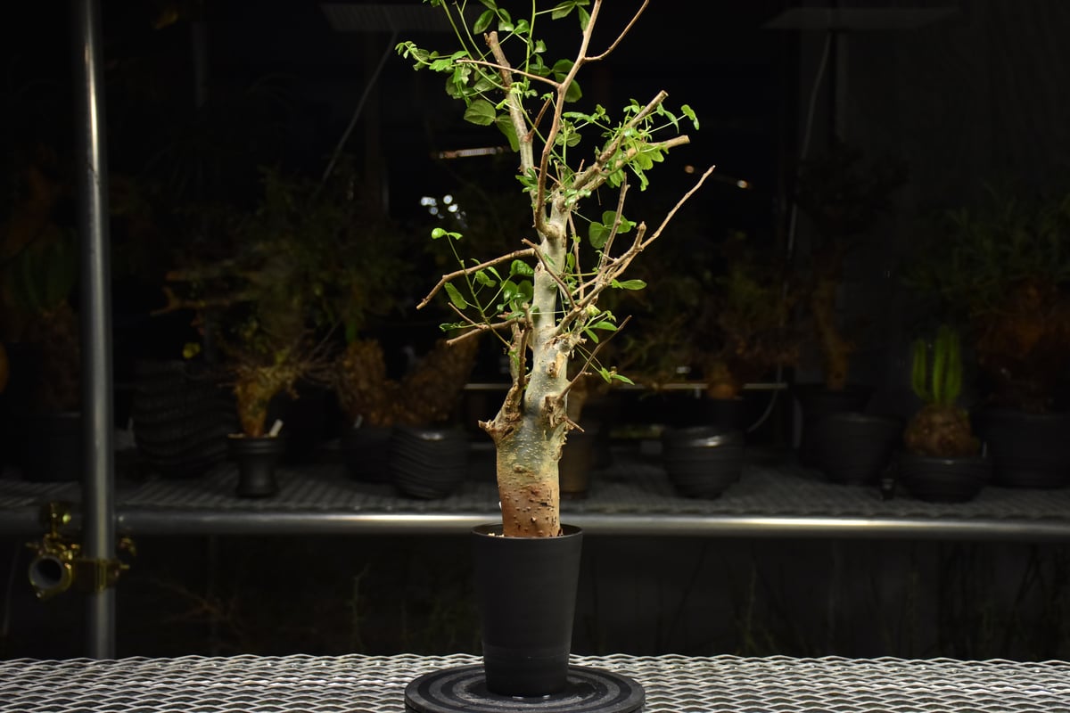 Commiphora holtziana コミフォラ ホルトジアナ 発根済現地株 H28 |