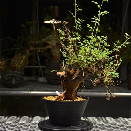 Commiphora Boranensis　コミフォラ ボラネンシス　発根済現地株　F19