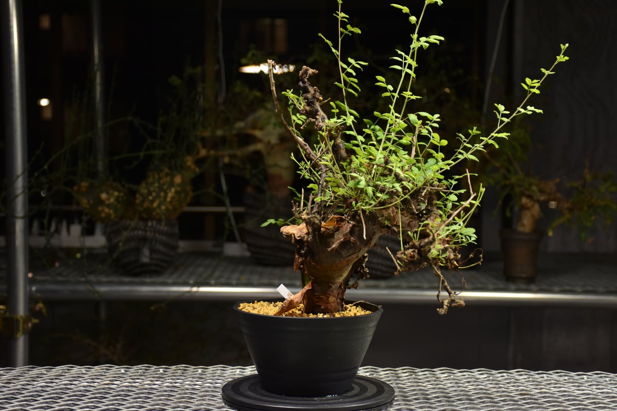 Commiphora Boranensis コミフォラ ボラネンシス 発根済現地株
