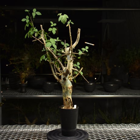 Commiphora holtziana コミフォラ ホルトジアナ 発根済現地株 H12