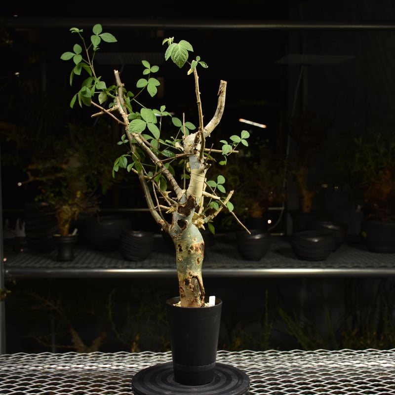 Commiphora holtziana コミフォラ ホルトジアナ 発根済現地株 H12 |