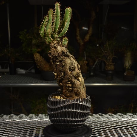 Euphorbia mlanjeana　ユーフォルビア ムランジーナ 発根済現地株 I81