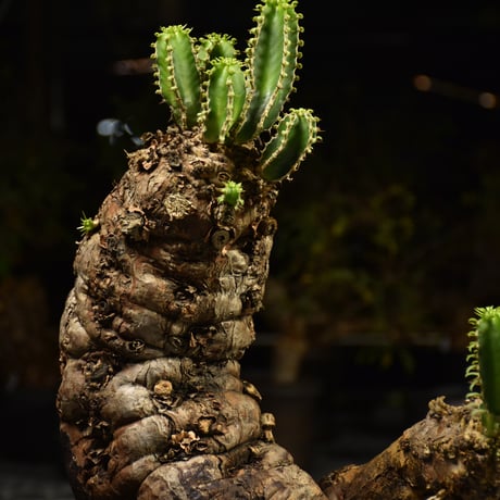 Euphorbia mlanjeana　ユーフォルビア ムランジーナ 発根済現地株 H6