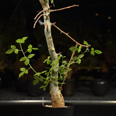Commiphora holtziana コミフォラ ホルトジアナ 発根済現地株 H13