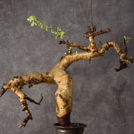 Commiphora kataf pure コミフォラ ピュアカタフ 発根済現地株 2 ソマリア産