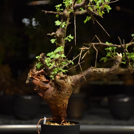 Commiphora Boranensis　コミフォラ ボラネンシス　発根済現地株 F26