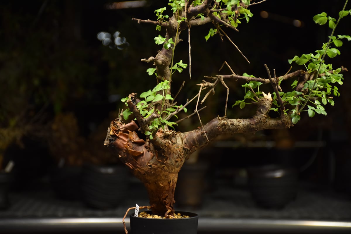 Commiphora Boranensis コミフォラ ボラネンシス 発根済現地株 F26 |