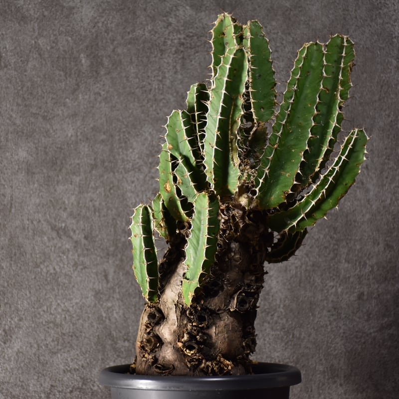 Euphorbia mlanjeana ユーフォルビア ムランジーナ 発根済現地株