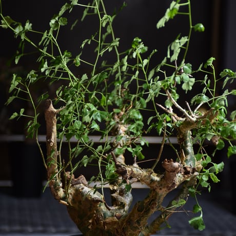 Commiphora campestris var. campestris コミフォラ カンペストリス 発根済現地株 B7
