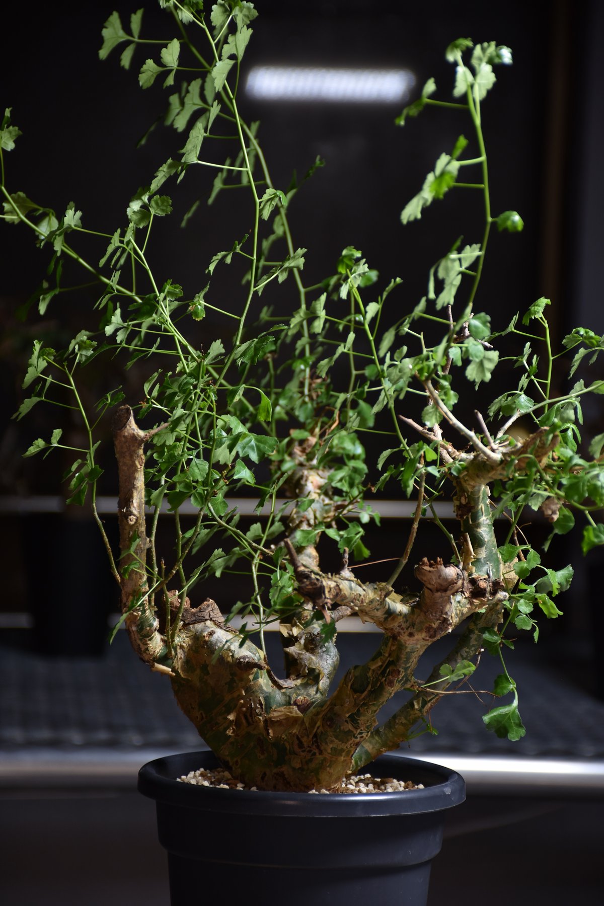 n*o様 特大 コミフォラ カンペストリス Commiphora Campest n*o様 特大 コミフォラ カンペストリス Commiphora Campest fit=scale