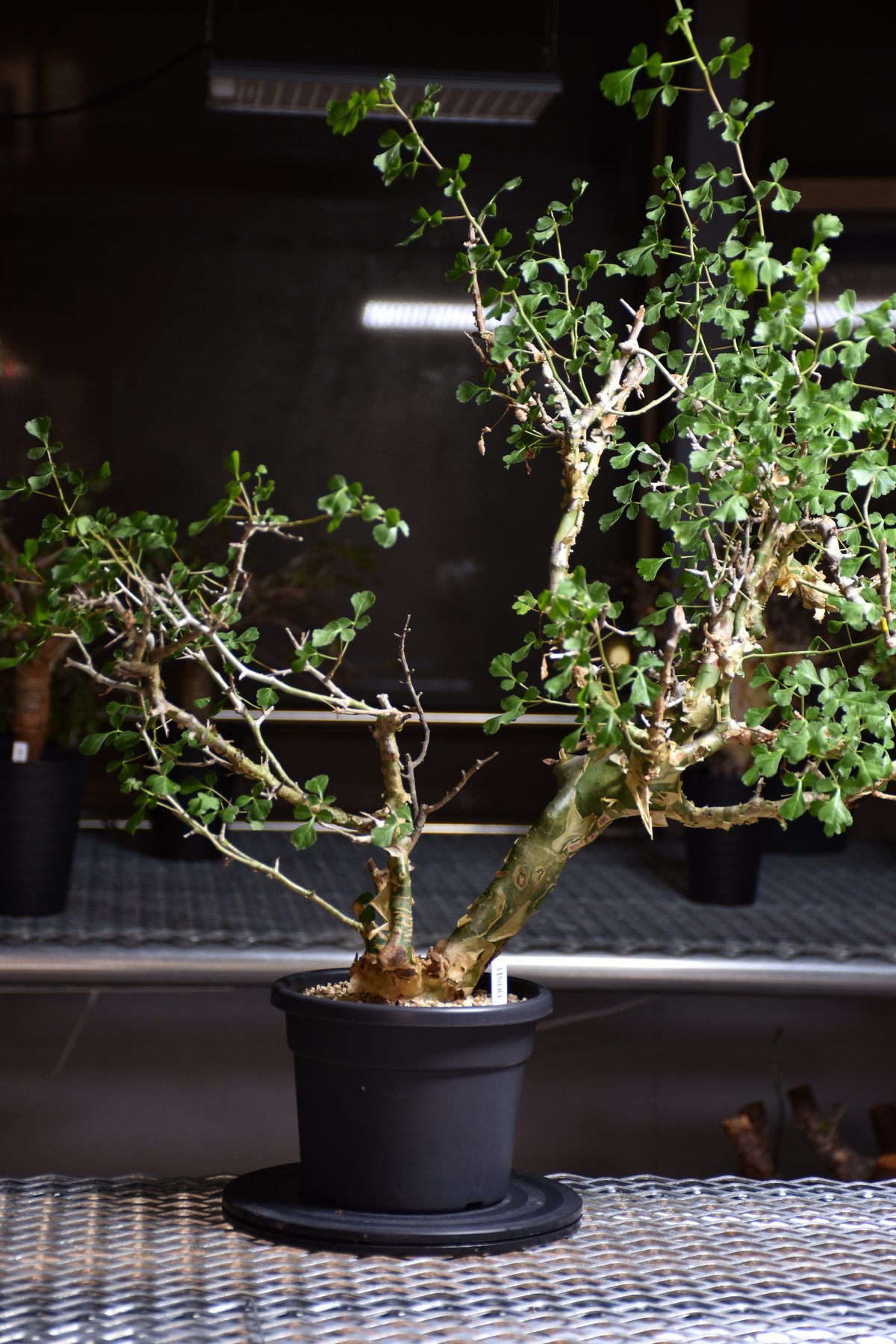 Commiphora campestris var. campestris コミフォラ カンペ