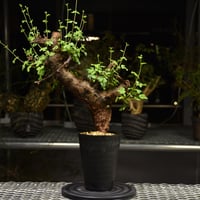 Adenium Somalense アデニウム ソマレンセ 発根済現地株 #4 | BONDEX