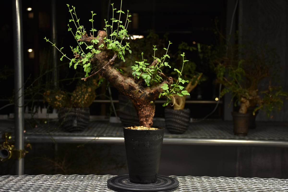 コミフォラ ボラネンシス 現地球 発根済み 【公式通販】