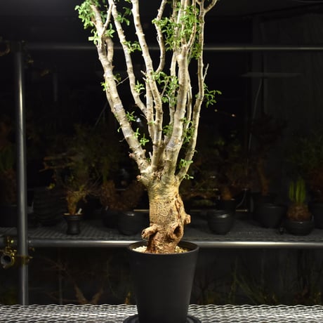 Commiphora humbertii コミフォラ フンベルティ 発根済現地株 I9 送料着払にて発送
