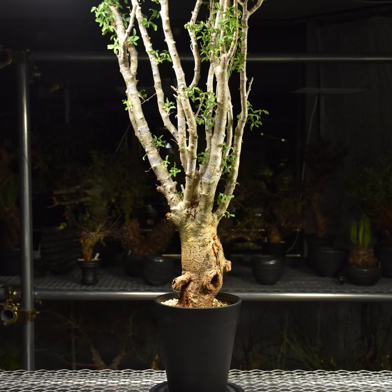 Commiphora humbertii コミフォラ フンベルティ 発根済現地株 I9 送料着