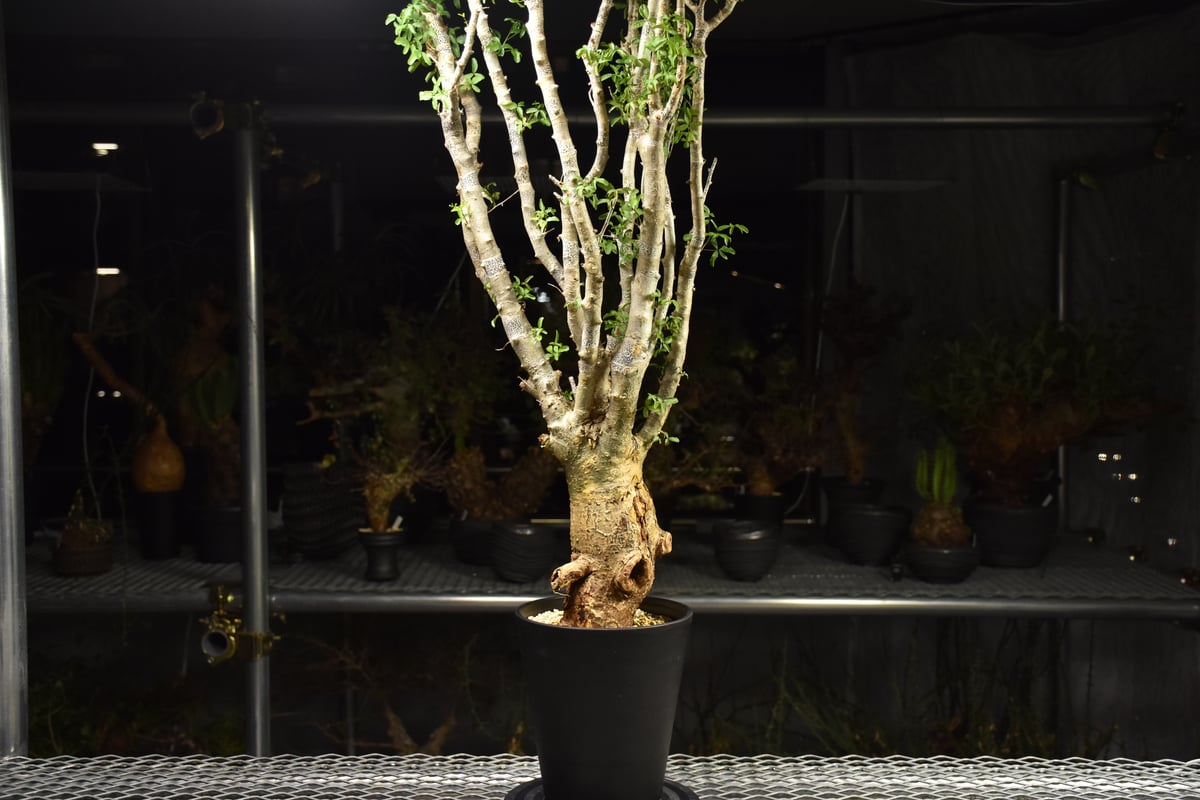 n*o様 超特大 コミフォラ フンベルティ Commiphora Humbert Commiphora humbertii コミフォラ フンベルティ 発根済現地株 I9 送料着