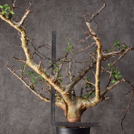 Commiphora cyclophira コミフォラ シクロフィラ 発根済現地株 #1