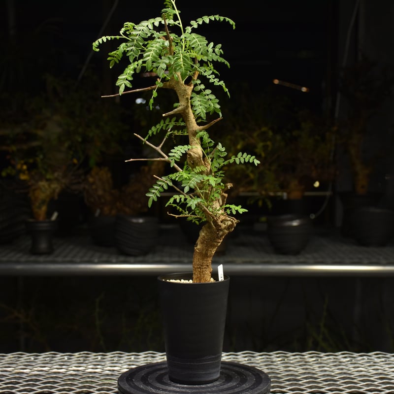 Boswellia neglecta ボスウェリア ネグレクタ 発根済現地株 H13 | BO