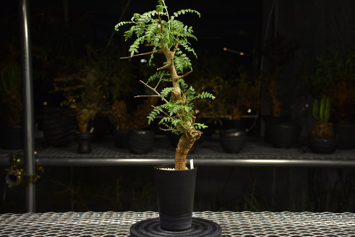 ボスウェリア　ネグレクタ NEW】ボスウェリア ネグレクタ Boswellia neglecta この夏の