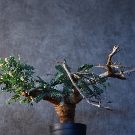 CATEGORY Boswellia | BONDEX