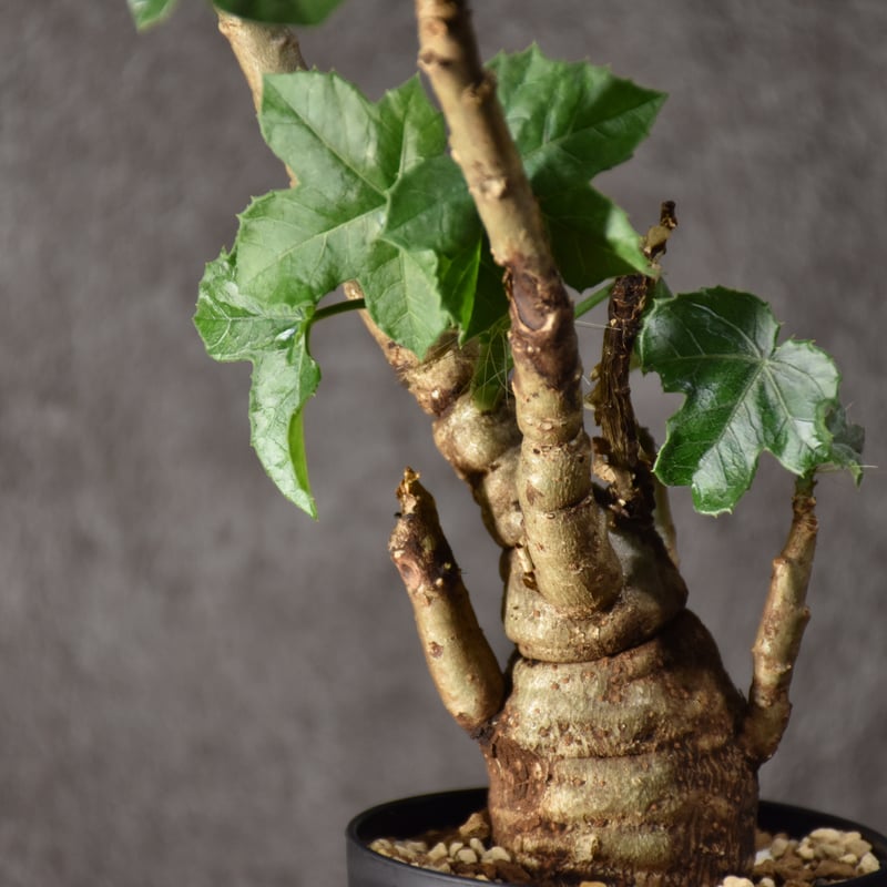 Jatropha spicata ヤトロファ スピカータ 発根済現地株 #6 | BONDEX