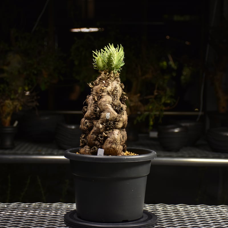 ムランジーナ　現地球発根済 Euphorbia mlanjeana ユーフォルビア ムランジーナ 発根済現地株