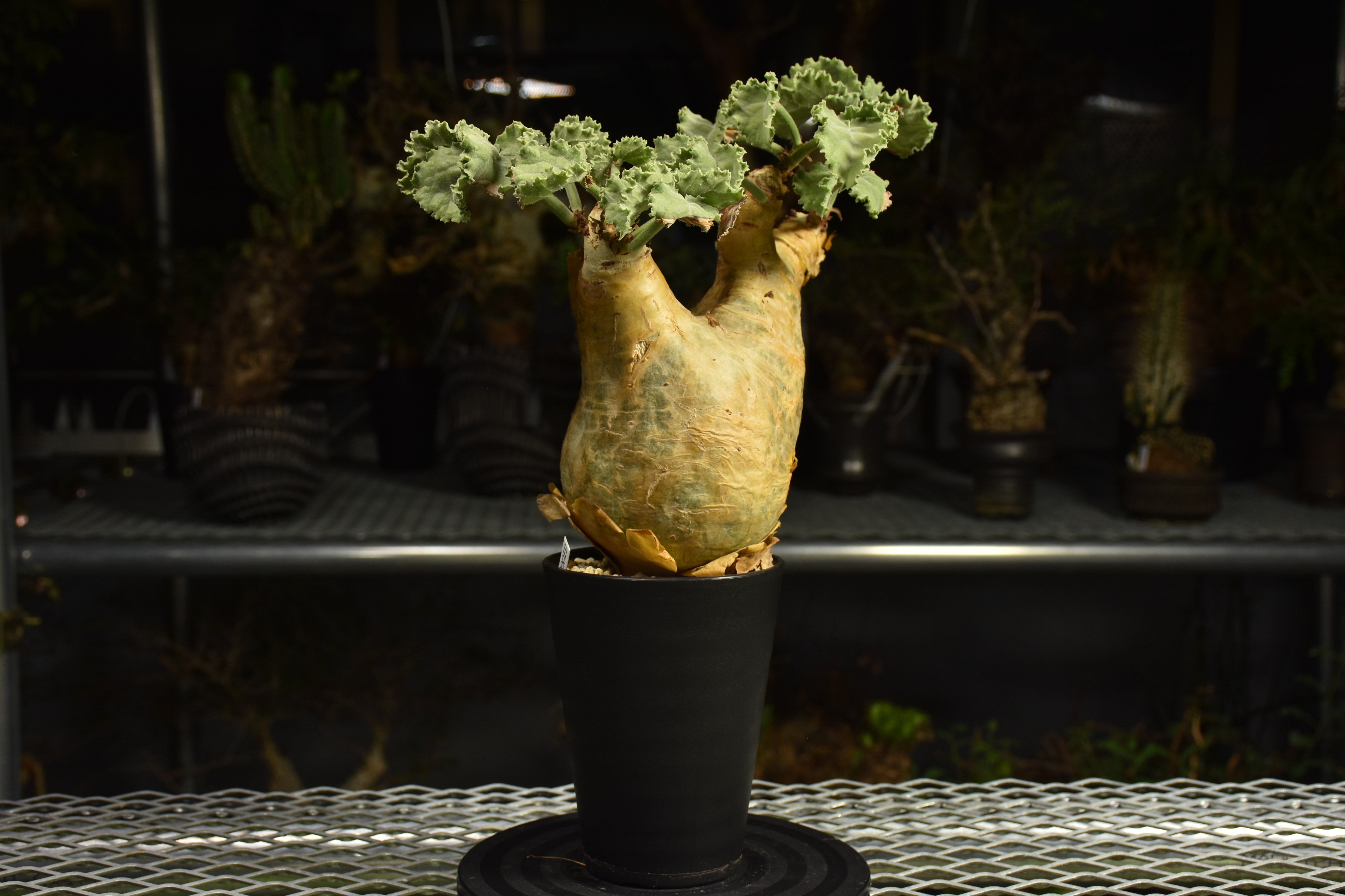 Cyphostemma uter var. macropus キフォステンマ ウター マクロプ