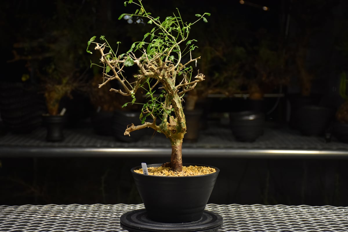 Commiphora campestris コミフォラ カンペストリス 発根済現地株 H3 |