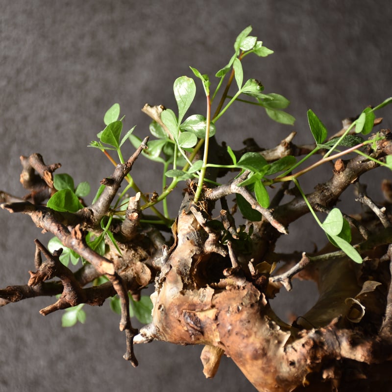 Commiphora kataf pure コミフォラ ピュアカタフ 発根済現地株 3 Commiphora kataf pure コミフォラ ピュアカタフ 発根済現地株 3