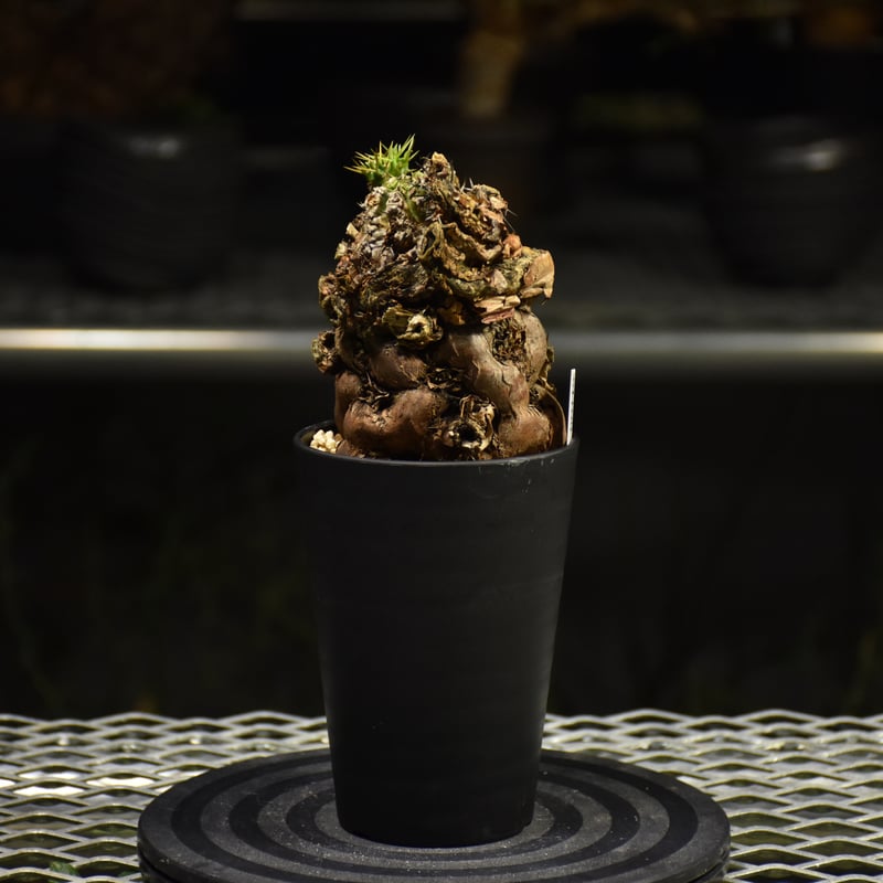 Euphorbia mlanjeana ユーフォルビア ムランジーナ 発根済現地株 I33 |