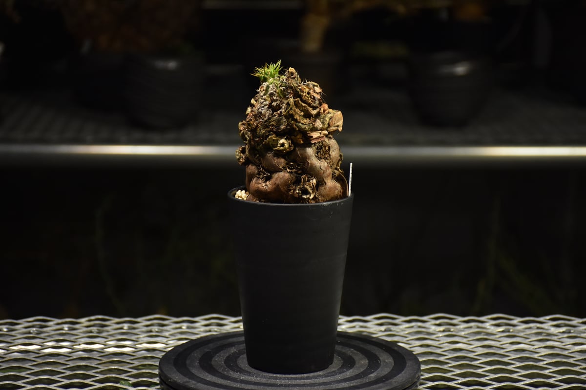 Euphorbia mlanjeana ユーフォルビア ムランジーナ 発根済現地株 I33 |