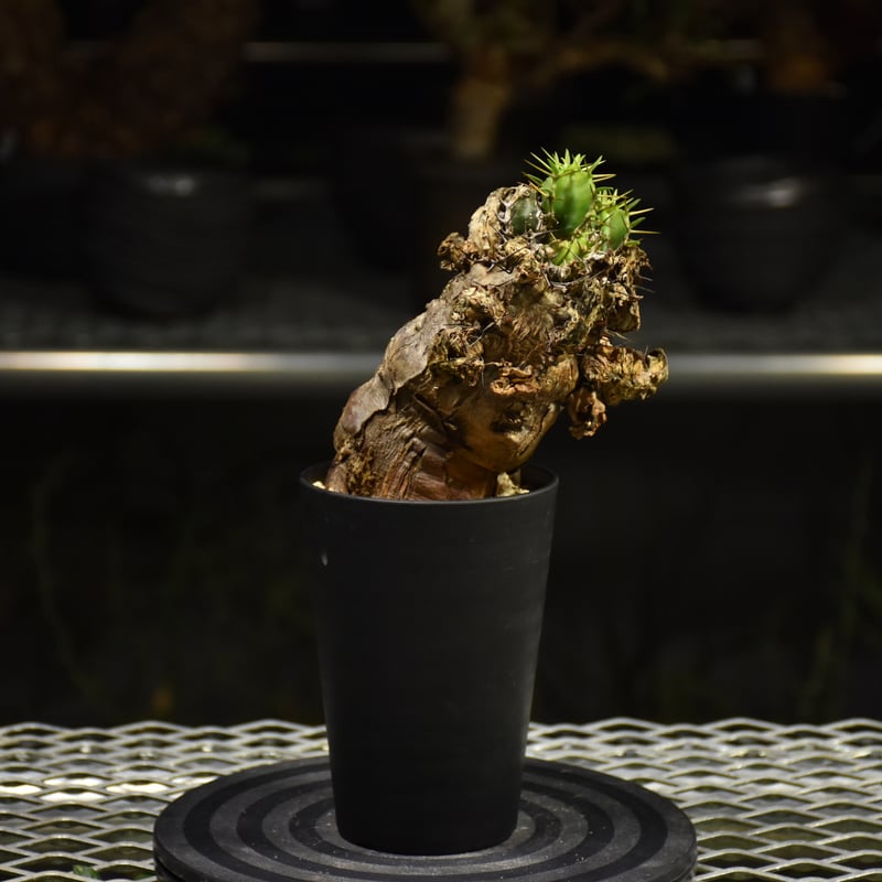 Euphorbia mlanjeana ユーフォルビア ムランジーナ 発根済現地株 I38 |